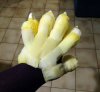 CatHandGloves5.jpg