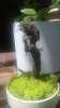 groot 02.jpg
