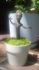 groot 03.jpg