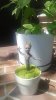groot 05.jpg