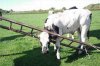 Animals-stuck-in-odd-places-but-dont-seem-to-mind-cow-ladder.jpg