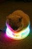 led-strip-cat-circle-imgur.jpg