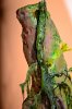 Disney Interactive Yoda - Custom made Display Base - By MasterBlaster - 017.JPG