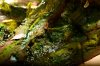 Disney Interactive Yoda - Custom made Display Base - By MasterBlaster - 030.JPG