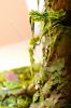 Disney Interactive Yoda - Custom made Display Base - By MasterBlaster - 032.JPG