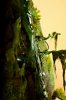 Disney Interactive Yoda - Custom made Display Base - By MasterBlaster - 036.JPG