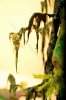 Disney Interactive Yoda - Custom made Display Base - By MasterBlaster - 042.JPG