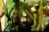 Disney Interactive Yoda - Custom made Display Base - By MasterBlaster - 043.JPG