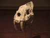 SaberToothCat-008.jpg SaberToothCat-008.jpg