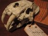 SaberToothCat-007.jpg SaberToothCat-007.jpg