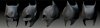 Mask_v007_00.jpg