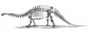 apatosarus_skeleton_1880s.jpg
