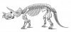 triceratopsskeletonsketch.jpg