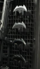 batarangs.png