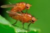 fruit flies humping.jpg