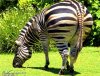 big zebra butt.jpg