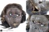 dawn-of-man-ape-movie-costume-mask-before_1.jpg dawn-of-man-ape-movie-costume-mask-before_1.jpg