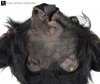 dawn-of-man-ape-movie-costume-before_1.jpg dawn-of-man-ape-movie-costume-before_1.jpg