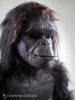 dawn-of-man-ape-movie-costume-mannequin-2_1.jpg dawn-of-man-ape-movie-costume-mannequin-2_1.jpg