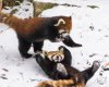 rs_560x448-140310155346-1024-2red-pandas-cincinnati-zoo.ls.31014.jpg
