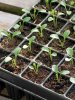 seed-starter-tray.jpg