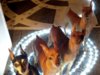 minpin lights smaller.jpg