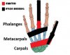 Overview-of-the-Bones-of-the-Hand-Carpals-Metacarpals-and-Phalanges.jpg