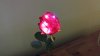 20161224_162638_LLS.jpg