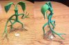 BowtrucklePickett.jpg