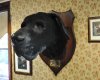 hound head.jpg