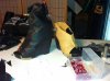 worbla base shoe with leather pattern.jpg