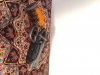 IMG_9066.JPG