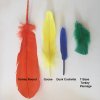 Feather-ID.jpg