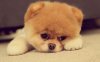 pomeranian-puppy-cute-sad-face.jpg