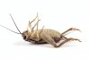 Dead_Cricket_White_Background_Large.jpg