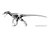 Deinonychus.jpg