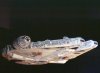 1990_MPC_Millennium_Falcon_6.jpg