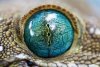 Reptile-and-Amphibian-Eyes-06.jpg