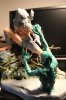 PVC & Wolfie 041.JPG