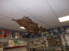 DSCF2503.jpg