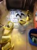 base coat.jpeg
