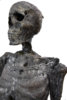 Dessicated Skeleton Side View.jpg