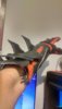 IMAG0233.jpg