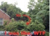 tree.jpg