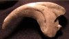 raptor claw 2.jpg