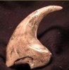raptor claw 3.jpg