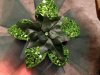 IvyFascinator3.jpg IvyFascinator3.jpg