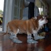 mag dog.jpg