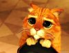 Puss+in+Boots+cute+expression.jpeg