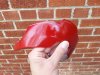 REGAL RED 2.jpg